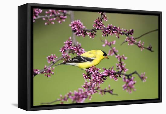 American Goldfinch Male in Eastern Redbud Tree Marion, Illinois, Usa-Richard ans Susan Day-Framed Premier Image Canvas