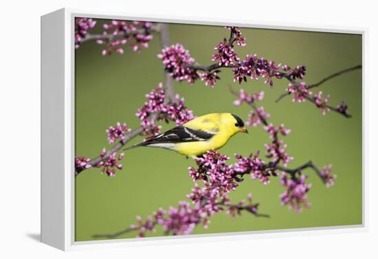 American Goldfinch Male in Eastern Redbud Tree Marion, Illinois, Usa-Richard ans Susan Day-Framed Premier Image Canvas