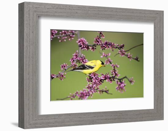 American Goldfinch Male in Eastern Redbud Tree Marion, Illinois, Usa-Richard ans Susan Day-Framed Photographic Print