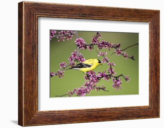 American Goldfinch Male in Eastern Redbud Tree Marion, Illinois, Usa-Richard ans Susan Day-Framed Photographic Print