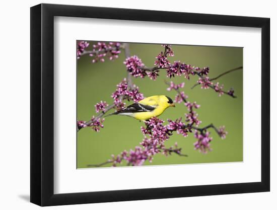 American Goldfinch Male in Eastern Redbud Tree Marion, Illinois, Usa-Richard ans Susan Day-Framed Photographic Print