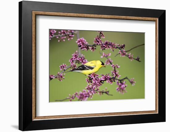 American Goldfinch Male in Eastern Redbud Tree Marion, Illinois, Usa-Richard ans Susan Day-Framed Photographic Print