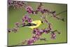 American Goldfinch Male in Eastern Redbud Tree Marion, Illinois, Usa-Richard ans Susan Day-Mounted Photographic Print