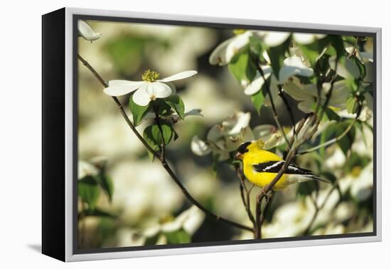 American Goldfinch Male in Flowering Dogwood Tree, Marion, Il-Richard and Susan Day-Framed Premier Image Canvas