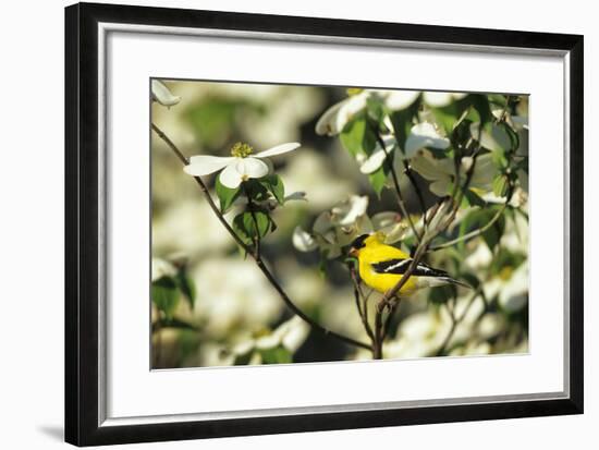 American Goldfinch Male in Flowering Dogwood Tree, Marion, Il-Richard and Susan Day-Framed Photographic Print