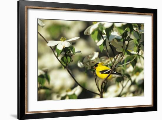 American Goldfinch Male in Flowering Dogwood Tree, Marion, Il-Richard and Susan Day-Framed Photographic Print