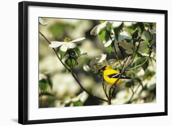 American Goldfinch Male in Flowering Dogwood Tree, Marion, Il-Richard and Susan Day-Framed Photographic Print