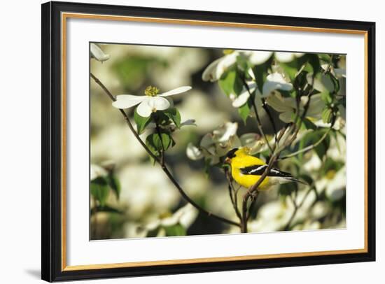 American Goldfinch Male in Flowering Dogwood Tree, Marion, Il-Richard and Susan Day-Framed Photographic Print