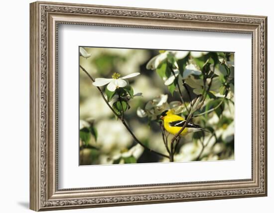 American Goldfinch Male in Flowering Dogwood Tree, Marion, Il-Richard and Susan Day-Framed Photographic Print