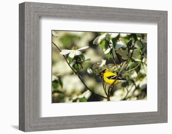 American Goldfinch Male in Flowering Dogwood Tree, Marion, Il-Richard and Susan Day-Framed Photographic Print