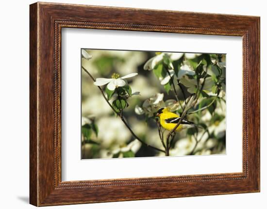 American Goldfinch Male in Flowering Dogwood Tree, Marion, Il-Richard and Susan Day-Framed Photographic Print