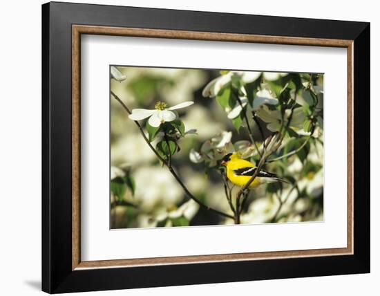 American Goldfinch Male in Flowering Dogwood Tree, Marion, Il-Richard and Susan Day-Framed Photographic Print