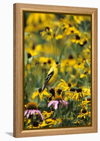 American Goldfinch Male on Black-Eyed SUSAns Marion County, Illinois-Richard and Susan Day-Framed Premier Image Canvas