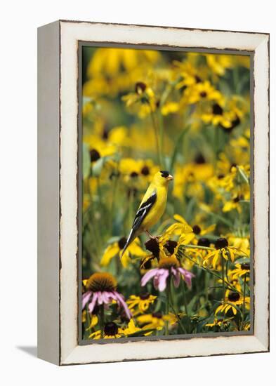 American Goldfinch Male on Black-Eyed SUSAns Marion County, Illinois-Richard and Susan Day-Framed Premier Image Canvas