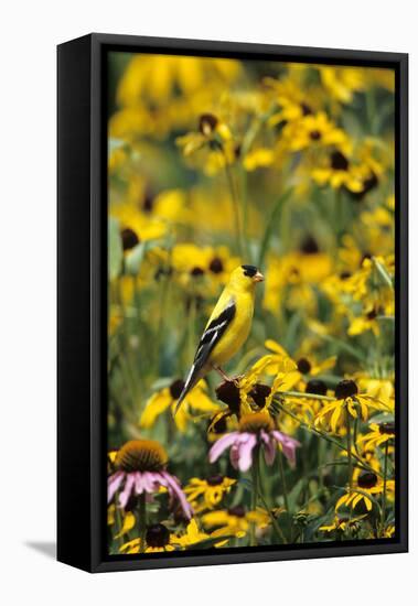 American Goldfinch Male on Black-Eyed SUSAns Marion County, Illinois-Richard and Susan Day-Framed Premier Image Canvas