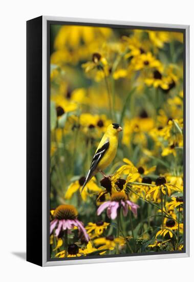 American Goldfinch Male on Black-Eyed SUSAns Marion County, Illinois-Richard and Susan Day-Framed Premier Image Canvas