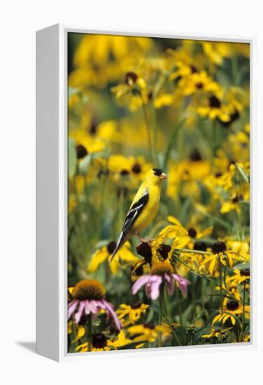 American Goldfinch Male on Black-Eyed SUSAns Marion County, Illinois-Richard and Susan Day-Framed Premier Image Canvas