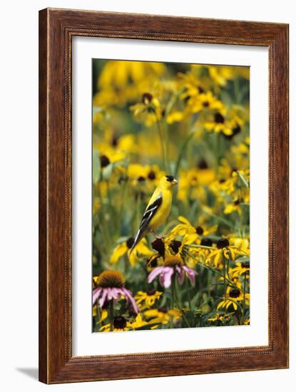 American Goldfinch Male on Black-Eyed SUSAns Marion County, Illinois-Richard and Susan Day-Framed Photographic Print