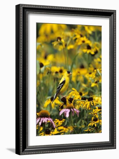 American Goldfinch Male on Black-Eyed SUSAns Marion County, Illinois-Richard and Susan Day-Framed Photographic Print