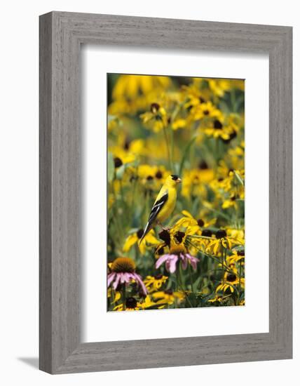 American Goldfinch Male on Black-Eyed SUSAns Marion County, Illinois-Richard and Susan Day-Framed Photographic Print