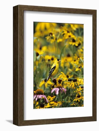 American Goldfinch Male on Black-Eyed SUSAns Marion County, Illinois-Richard and Susan Day-Framed Photographic Print