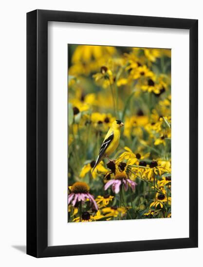 American Goldfinch Male on Black-Eyed SUSAns Marion County, Illinois-Richard and Susan Day-Framed Photographic Print