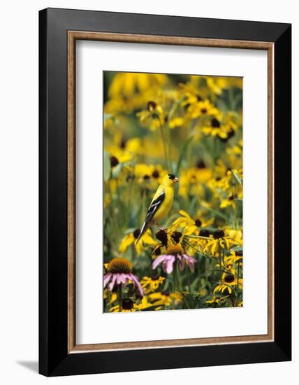 American Goldfinch Male on Black-Eyed SUSAns Marion County, Illinois-Richard and Susan Day-Framed Photographic Print