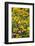 American Goldfinch Male on Black-Eyed SUSAns Marion County, Illinois-Richard and Susan Day-Framed Photographic Print