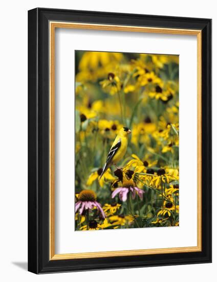 American Goldfinch Male on Black-Eyed SUSAns Marion County, Illinois-Richard and Susan Day-Framed Photographic Print