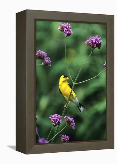 American Goldfinch Male on Brazilian Verbena in Garden, Marion, Il-Richard and Susan Day-Framed Premier Image Canvas