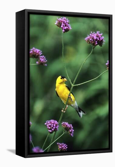 American Goldfinch Male on Brazilian Verbena in Garden, Marion, Il-Richard and Susan Day-Framed Premier Image Canvas