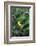 American Goldfinch Male on Brazilian Verbena in Garden, Marion, Il-Richard and Susan Day-Framed Photographic Print