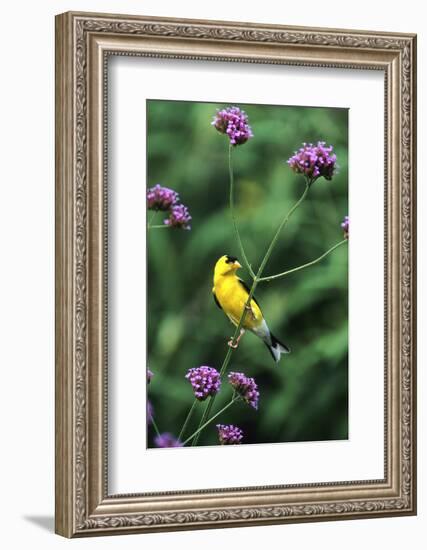 American Goldfinch Male on Brazilian Verbena in Garden, Marion, Il-Richard and Susan Day-Framed Photographic Print