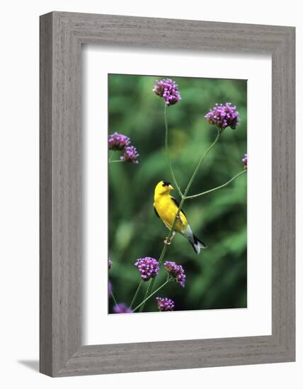 American Goldfinch Male on Brazilian Verbena in Garden, Marion, Il-Richard and Susan Day-Framed Photographic Print