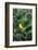 American Goldfinch Male on Brazilian Verbena in Garden, Marion, Il-Richard and Susan Day-Framed Photographic Print