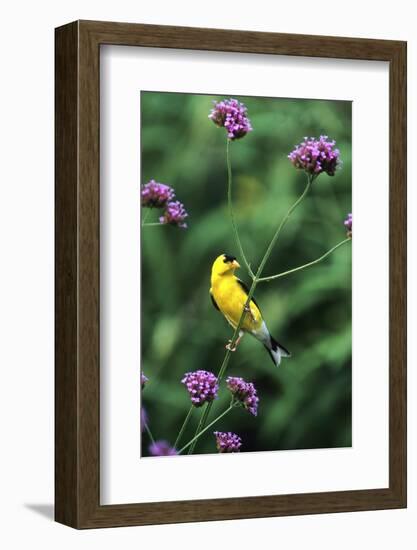 American Goldfinch Male on Brazilian Verbena in Garden, Marion, Il-Richard and Susan Day-Framed Photographic Print