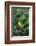 American Goldfinch Male on Brazilian Verbena in Garden, Marion, Il-Richard and Susan Day-Framed Photographic Print