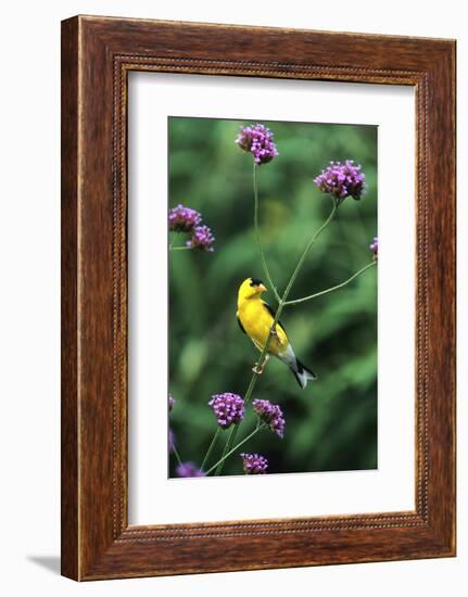 American Goldfinch Male on Brazilian Verbena in Garden, Marion, Il-Richard and Susan Day-Framed Photographic Print