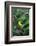 American Goldfinch Male on Brazilian Verbena in Garden, Marion, Il-Richard and Susan Day-Framed Photographic Print