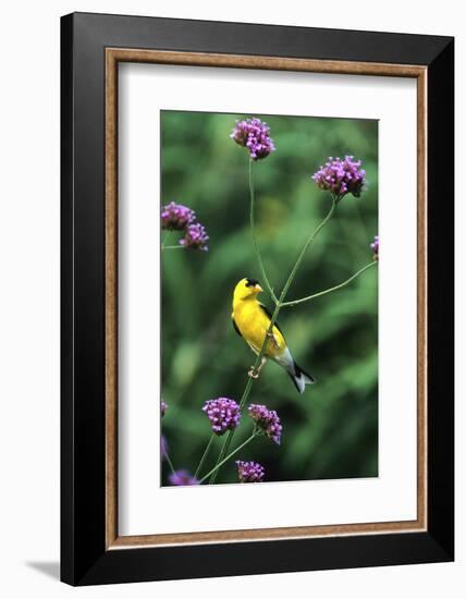 American Goldfinch Male on Brazilian Verbena in Garden, Marion, Il-Richard and Susan Day-Framed Photographic Print