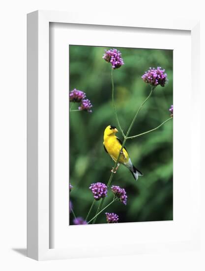 American Goldfinch Male on Brazilian Verbena in Garden, Marion, Il-Richard and Susan Day-Framed Photographic Print