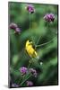 American Goldfinch Male on Brazilian Verbena in Garden, Marion, Il-Richard and Susan Day-Mounted Photographic Print