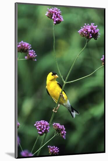 American Goldfinch Male on Brazilian Verbena in Garden, Marion, Il-Richard and Susan Day-Mounted Photographic Print