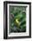 American Goldfinch Male on Brazilian Verbena in Garden, Marion, Il-Richard and Susan Day-Framed Photographic Print