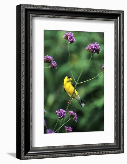 American Goldfinch Male on Brazilian Verbena in Garden, Marion, Il-Richard and Susan Day-Framed Photographic Print