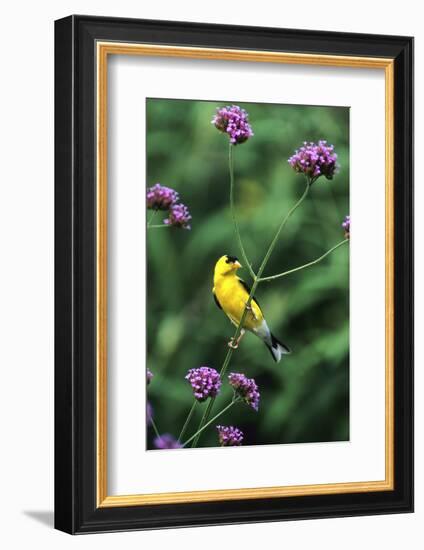 American Goldfinch Male on Brazilian Verbena in Garden, Marion, Il-Richard and Susan Day-Framed Photographic Print