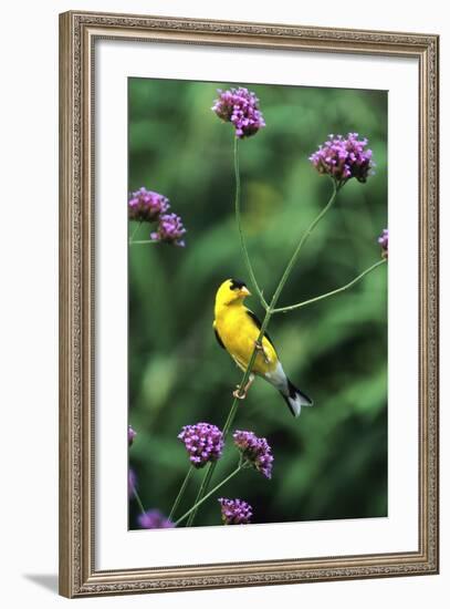 American Goldfinch Male on Brazilian Verbena in Garden, Marion, Il-Richard and Susan Day-Framed Photographic Print