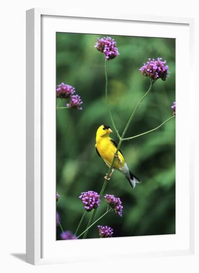 American Goldfinch Male on Brazilian Verbena in Garden, Marion, Il-Richard and Susan Day-Framed Photographic Print