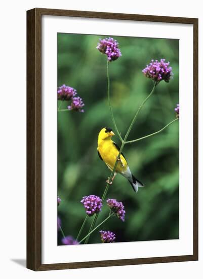 American Goldfinch Male on Brazilian Verbena in Garden, Marion, Il-Richard and Susan Day-Framed Photographic Print