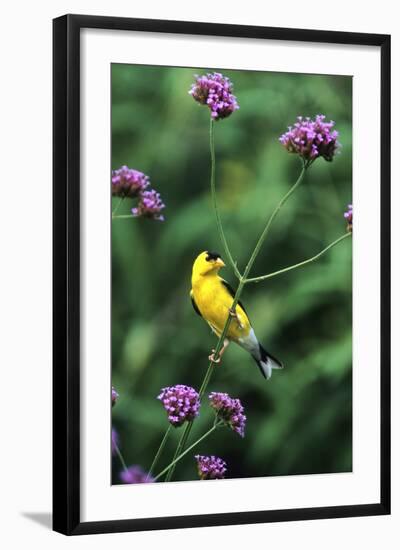 American Goldfinch Male on Brazilian Verbena in Garden, Marion, Il-Richard and Susan Day-Framed Photographic Print